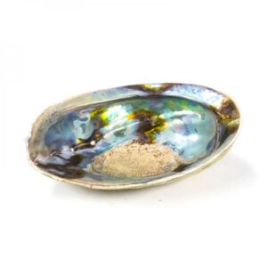 Abalone arc-en-ciel (Paua) Haliotis Iris