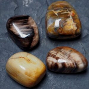 Quatre galets polis de bois fossilisé