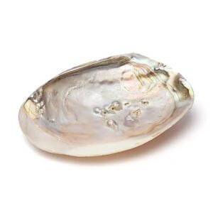 Coquillage de nacre naturel de 15 à 16 cm, présenté ouvert pour révéler sa surface intérieure irisée et brillante avec une texture légèrement rugueuse et organique. Plusieurs petites perles nacrées sont visibles à l'intérieur, présentant une finition lustrée et naturelle. Le coquillage est posé sur un fond blanc neutre, mettant en valeur ses nuances nacrées allant du beige clair au blanc perlé, soulignant son usage décoratif ou de purification spirituelle selon la tradition. Ce produit artisanal est idéal pour la purification des espaces ou pour garder des petits objets précieux dans un décor zen.