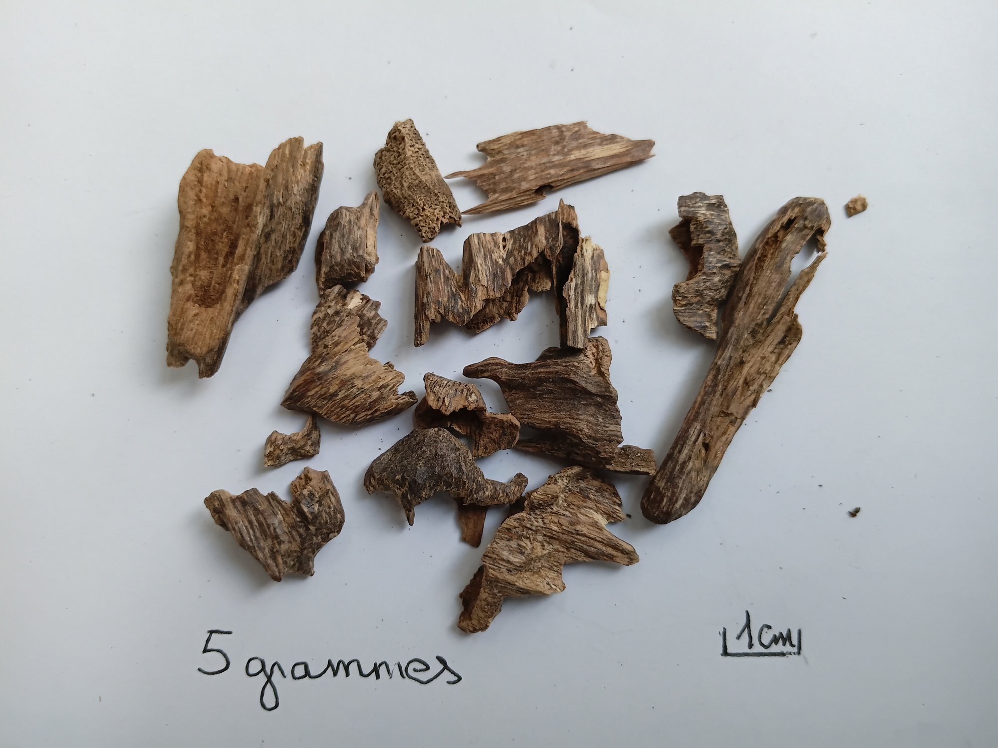 Lot de bois de oud en vrac : plusieurs morceaux irréguliers, bois pâle marbré de zones sombres riches en résine, repère d'échelle manuscrit de 1 cm posé à côté